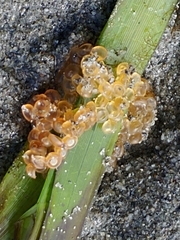 Aulorhynchus flavidus