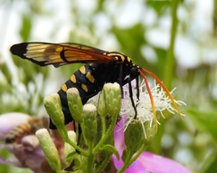 Isanthrene perboscii