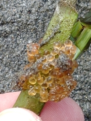 Aulorhynchus flavidus