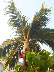 Cocos nucifera