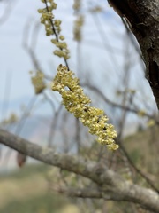 Litsea cubeba