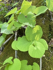 Aristolochia tomentosa
