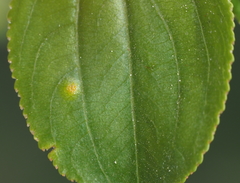 Puccinia coronata