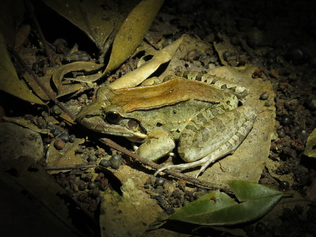 Guiana Thin-Toed Frog