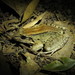 Leptodactylus guianensis - Photo (c) Paul Prior, algunos derechos reservados (CC BY), subido por Paul Prior