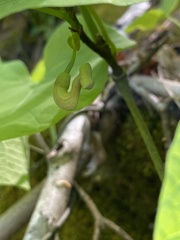 Aristolochia tomentosa