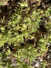 Loeflingia squarrosa