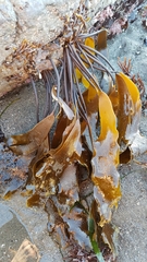 Laminaria sinclairii