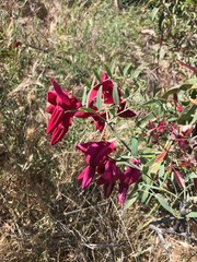 Lathyrus splendens