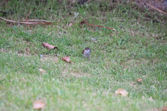 Passer montanus malaccensis