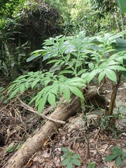 Amorphophallus prainii
