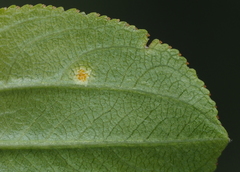 Puccinia coronata