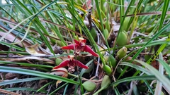 Maxillaria tenuifolia