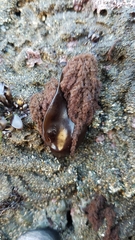 Callithamnion pikeanum