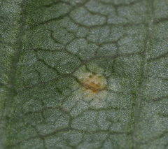 Puccinia coronata