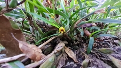 Maxillaria variabilis