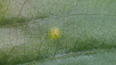 Puccinia coronata