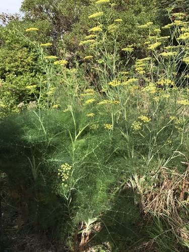 Foeniculum vulgare
