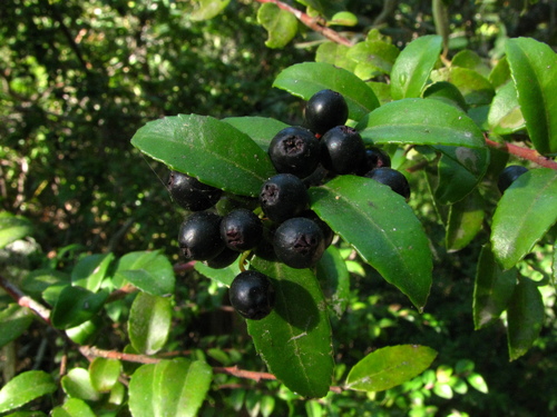 iNaturalist observation photo of Evergreen Huckleberry