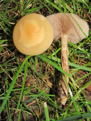 Agrocybe molesta
