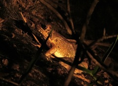 Leptodactylus pentadactylus