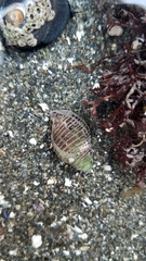 Acanthinucella spirata