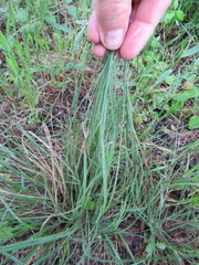 Nassella leucotricha