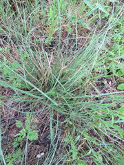 Nassella leucotricha