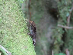Anolis wilsoni