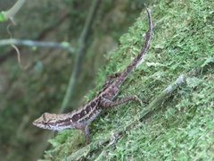 Anolis wilsoni
