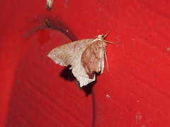 Oxymacaria temeraria