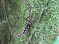 Anolis wilsoni