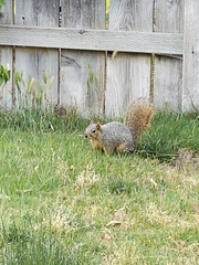 Sciurus niger