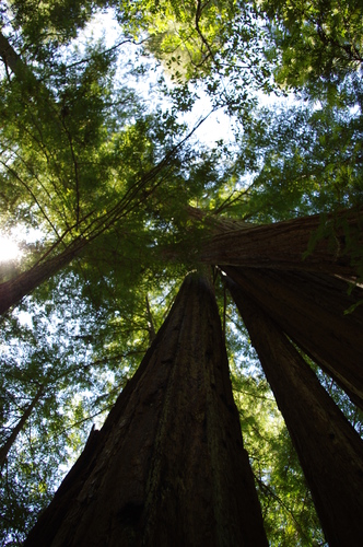 iNaturalist observation photo of coast redwood