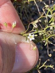 Nemacladus pinnatifidus