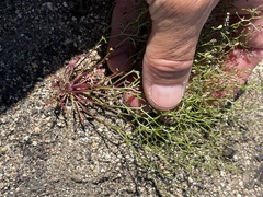 Nemacladus pinnatifidus