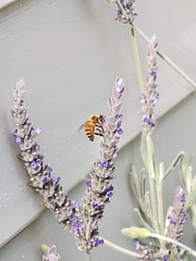 Apis mellifera