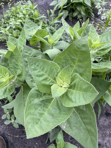 Helianthus mollis