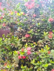 Ixora
