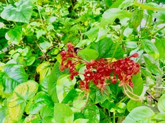 Clerodendrum japonicum