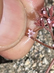 Chorizanthe leptotheca