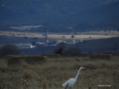 Ardea alba