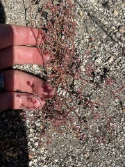 Chorizanthe leptotheca