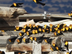 Xanthocephalus xanthocephalus