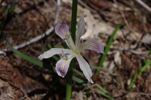 iNaturalist observation photo of Purdy's Iris