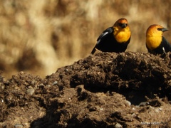 Xanthocephalus xanthocephalus