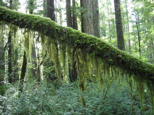 iNaturalist observation photo of Feather Mosses