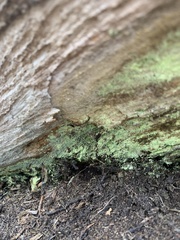 Chaenotheca furfuracea