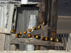 Xanthocephalus xanthocephalus