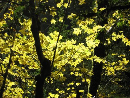 iNaturalist observation photo of bigleaf maple